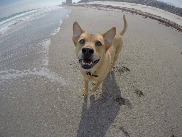 Urlaub: Hund am Strand blickt freudig in die Kamera,