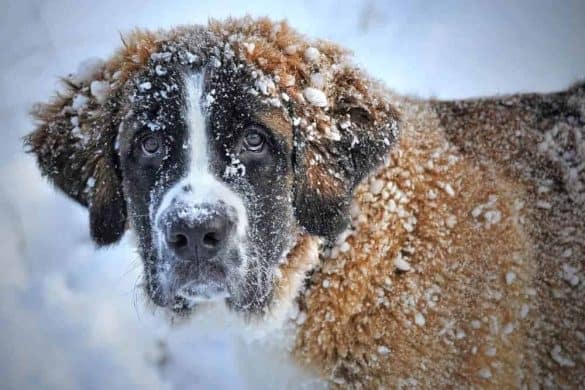 bernhardiner st bernhards hund schnee zwischen pfoten stollt eis klumpfen schmerz vermeiden