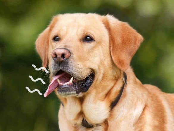 tipps gegen mundgeruch beim hund frischer atem labrador retriever