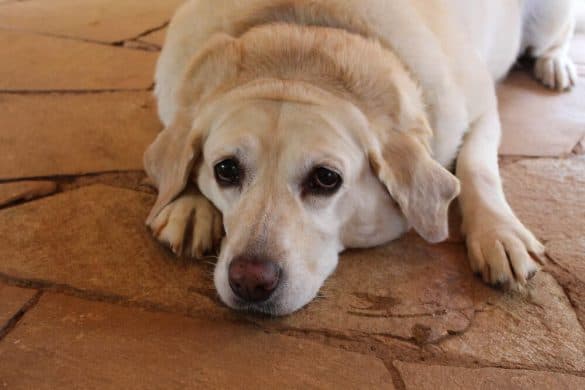 übergewicht hunde usa österreich vet med uni wien labrador retriever