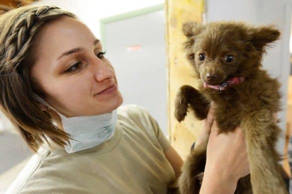 beruf tierarzt beschreibung job veterinaermediziner hund