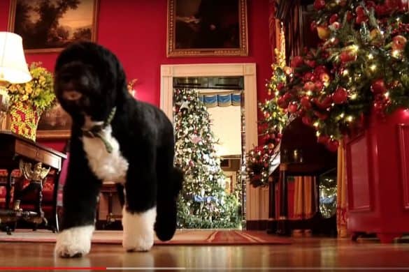 portugiesischer wasserhund bo brack obama weisses haus weihnachten