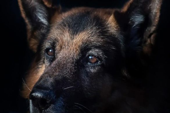 deutscher schäferhund thor dänemark polizist Lars Bo Lomholt german shepherd dog todesstrafe
