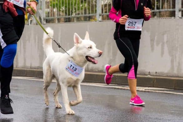 welche hunderassen eignen sich für läufer joggen mit hund sportlich weisser schäferhund laufsport