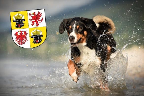 Ein Hund springt vor dem Wappen von Mecklenburg-Vorpommern im Wasser herum.