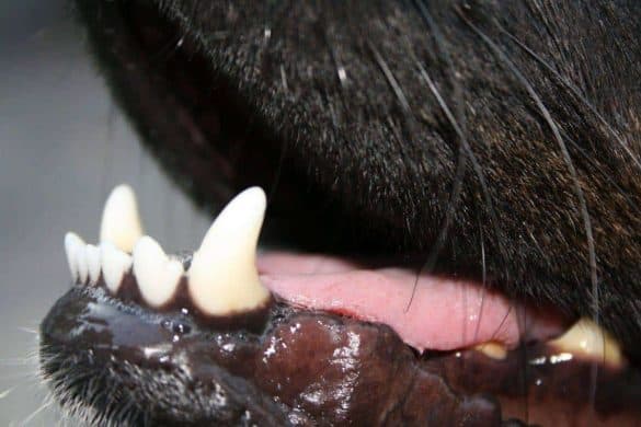 karies bei hunden zähne tierarzt