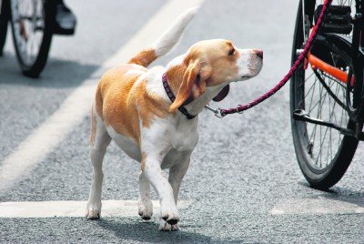 hund fahrrad beagle