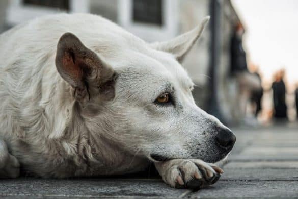 Hilfe für streunende Hunde in Litauen.