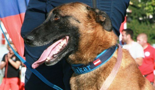 Rettungshund Dakar und Frauchen erhalten Bronze