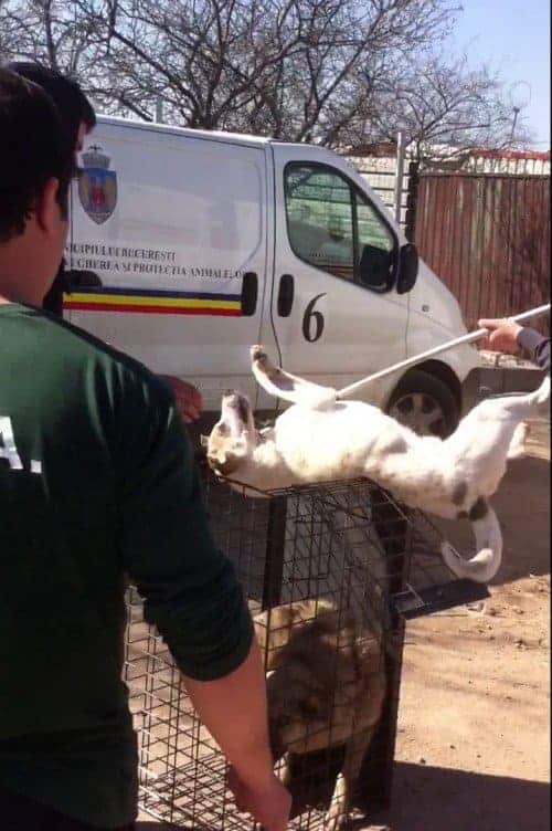 Wegen Falschinformation wurden in Rumänien tausende Hunde getötet.