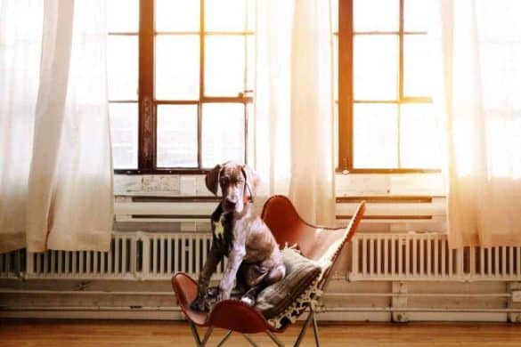 warum sterben grosse hunde frueher als kleine hunderassen lebenserwartung studie wissenschaft