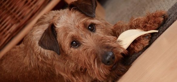 Allergien beim Hund Symptome Behandlung juckende Haut Was tun Airedale Terrier