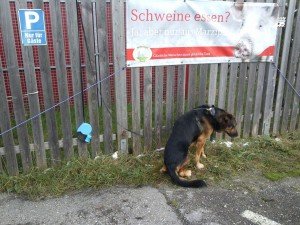 Pfotenhilfe Hund am Zaun