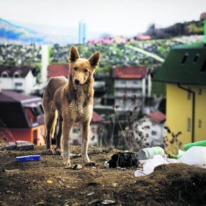 Straßenhund Serbien Petition