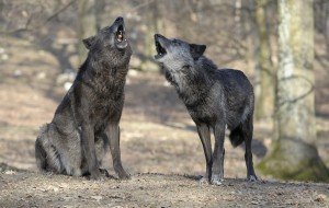 Heulende Wölfe, Foto: Walter Vorbeck