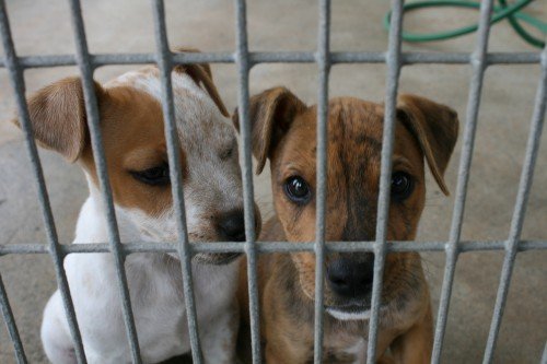 Härtere Strafen für Tierquälerei