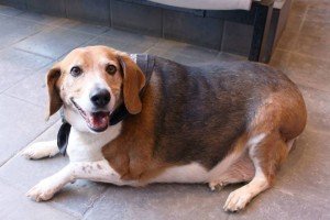 übergewichtiger Beagle wurde umgetauft in 