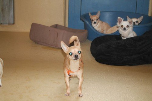 2 Die zehn Chihuahuas werden derzeit im Wiener Tierschutzhaus betreut. Foto: WTV