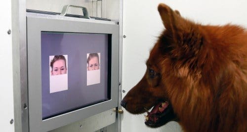 Auch wenn sie nur Augen- oder Mundpartie zu sehen bekommen - Hunde können unterscheiden, ob das Gesicht fröhlich oder zornig ist. Foto: Anjuli Barber, Messerli Forschungsinsitut/Vetmeduni Vienna