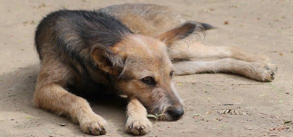 Tierschützer kämpfen seit Jahren für bessere Verhältnisse für Rumänische Straßenhunde.