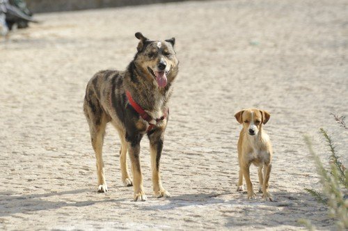 Tierheimhunde in Suceava in Not