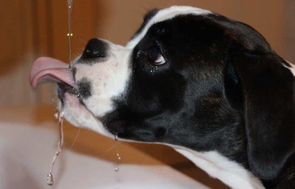hund durchfall dreckiges wasser pfütze chlorwasser pool tierarzt ernährung