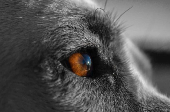Augen Hund sehen Farben