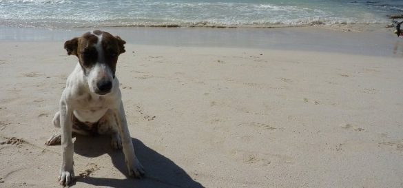 Urlaubsliebe: Hund am Strand