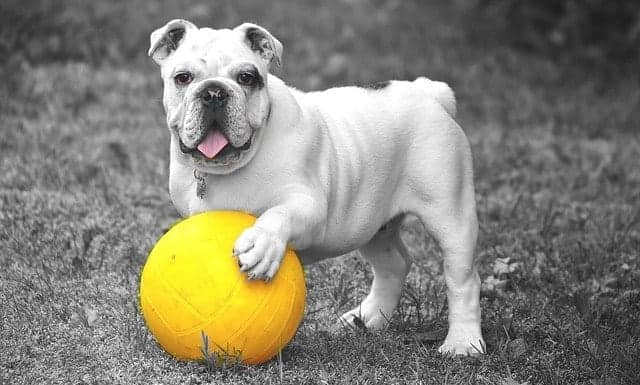 Bulldogge mit Ball spielen hunde regeln