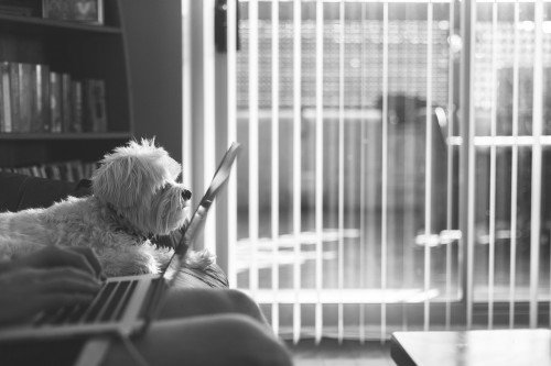 Hund im Büro Maltester Arbeitsplatz