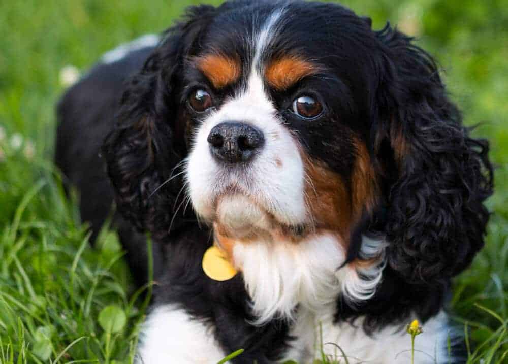 jeg lytter til musik Kompleks Afvige Erziehungstipps: Was tun, wenn Hund knurrt?