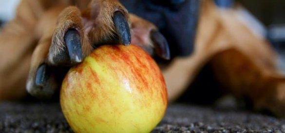 Hund - Apfel