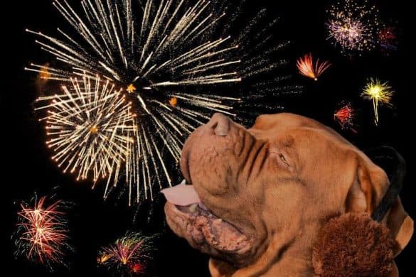 hund silvester angst stress feuerwerk raketen boeller