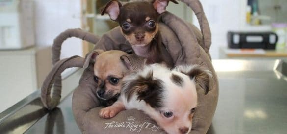 Chihuahua - Mädchen Bounty, Mars und Twix