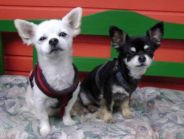 Chihuahuas