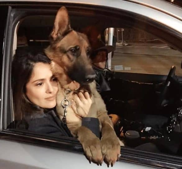 Salma Hayek mit ihrem Schäferhund Mozart