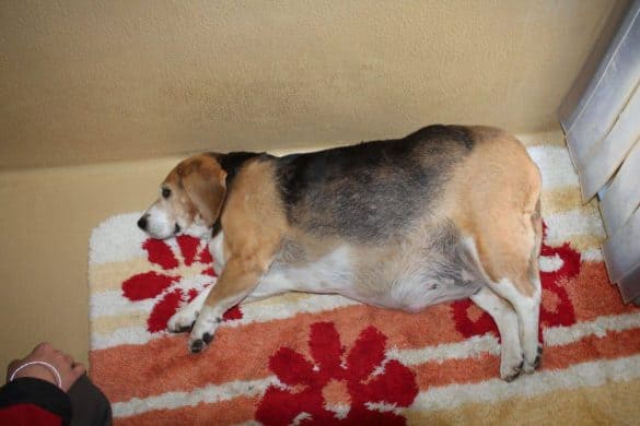 Übergewichtige Beagle - Hündin, Wiener Tierschutzhaus