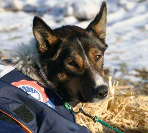 Schlittenhund - Iditarod Trail Committee