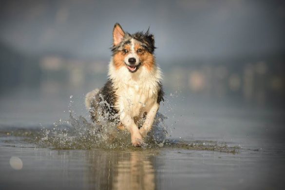 Ein Hund läuft durch das Wasser, aber es handelt sich um keinen der hundefreundliche Badeplätze in Kärnten.