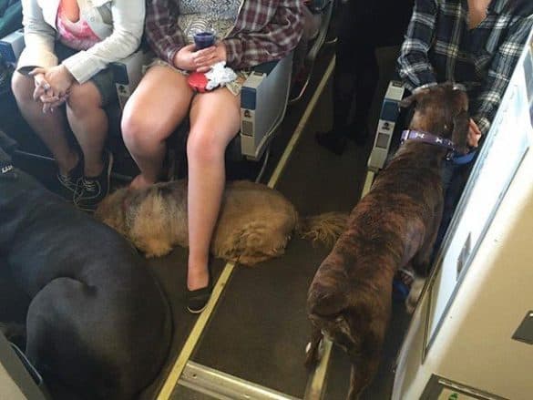 Fluglinien - Hunde dürfen mit
