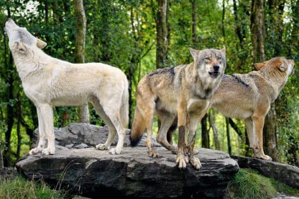 Wo wurden Wölfe domestiziert – in Europa oder in Asien?