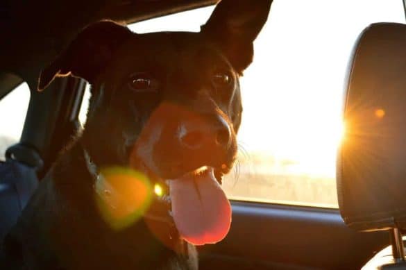 Hund im Auto - Sonne