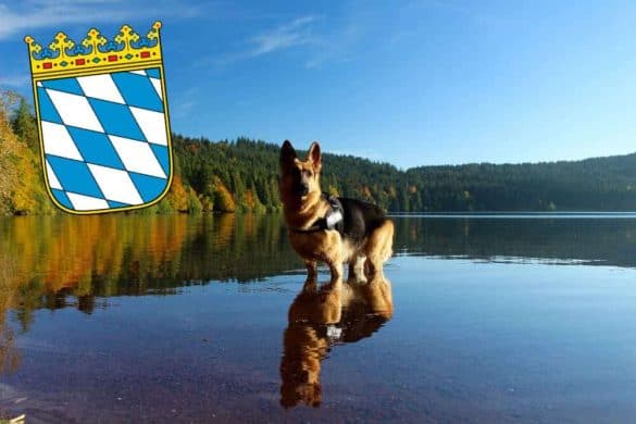 hundefreundliche badeseen baden mit hund in bayern deutschland deutscher schaeferhund