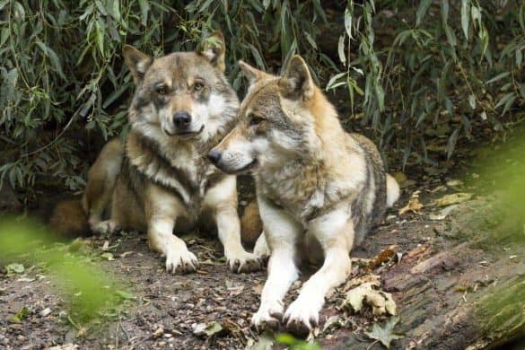 Wölfe im Wald Sozialverhalten Hund Vergleich