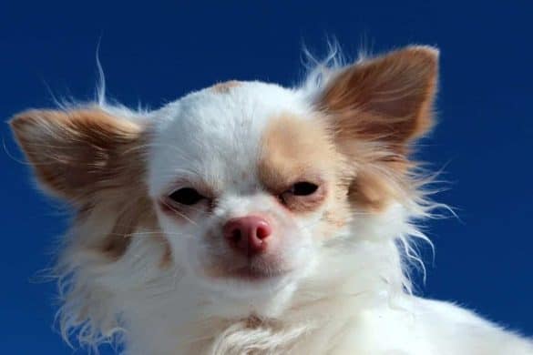 Chihuahua, zweifärbig
