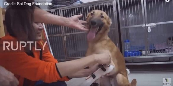 Thailand: Hund mit Prothese