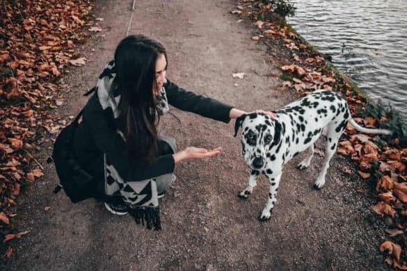 hund belohnung futter leckerli lob dalmatiner frau
