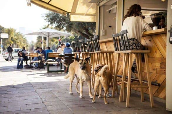 Tel Aviv: Hundefreundlichste Stadt. Foto: Kfir-Sivan