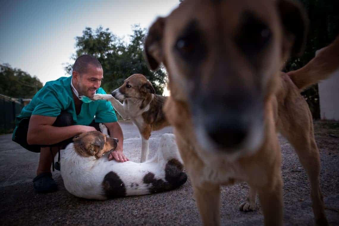 Streunerhilfe Kastrieren statt vergiften Die Hundezeitung