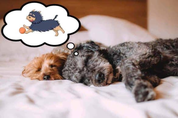 hunde schlaf gesundheit beduerfnis stunden gesund hund schlafen
